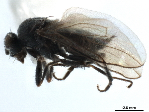  ( - CCDB-33291-C05)  @11 [ ] CreativeCommons - Attribution (2019) CBG Photography Group Centre for Biodiversity Genomics