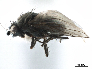  ( - CCDB-33291-E01)  @11 [ ] CreativeCommons - Attribution (2019) CBG Photography Group Centre for Biodiversity Genomics