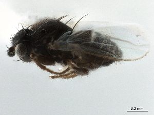  ( - CCDB-33291-E12)  @11 [ ] CreativeCommons - Attribution (2019) CBG Photography Group Centre for Biodiversity Genomics