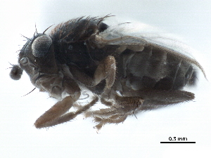  ( - CCDB-33291-F01)  @11 [ ] CreativeCommons - Attribution (2019) CBG Photography Group Centre for Biodiversity Genomics