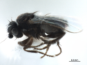  ( - CCDB-33291-F02)  @11 [ ] CreativeCommons - Attribution (2019) CBG Photography Group Centre for Biodiversity Genomics
