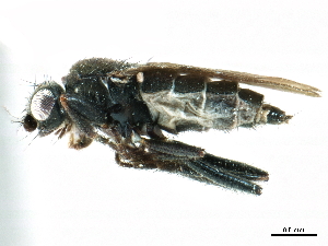  ( - CCDB-33291-G12)  @11 [ ] CreativeCommons - Attribution (2019) CBG Photography Group Centre for Biodiversity Genomics