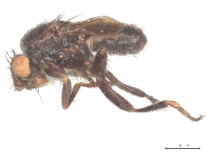  (Sclerocoelus limbus - debu00111049)  @11 [ ] CreativeCommons - Attribution (2022) CBG Photography Group Centre for Biodiversity Genomics