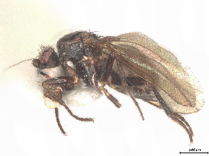  (Sclerocoelus xynos - debu00194781)  @11 [ ] CreativeCommons - Attribution (2022) CBG Photography Group Centre for Biodiversity Genomics