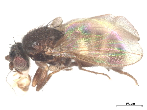  (Sclerocoelus elephas - debu00339885)  @11 [ ] CreativeCommons - Attribution (2022) CBG Photography Group Centre for Biodiversity Genomics