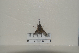  ( - BJHD2021031)  @11 [ ] Unspecified (default): All Rights Reserved  Unspecified Unspecified