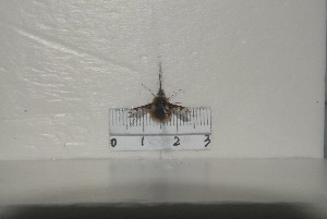  (Bombylius shibakawae - BJYQ2021032)  @11 [ ] Unspecified (default): All Rights Reserved  Unspecified Unspecified