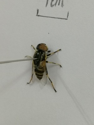  (Eristalinus quinquestriatus - X_BJCP39)  @11 [ ] bync (2019) Unspecified Beijing Academy of Agricultural and Forestry Sciences