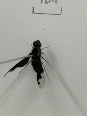  (Bombylella koreanus - X_BJCP41)  @11 [ ] bync (2019) Unspecified Beijing Academy of Agricultural and Forestry Sciences