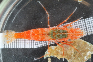  ( - ZMBN_106087)  @11 [ ] CreativeCommons - Attribution Non-Commercial Share-Alike (2017) University of Bergen Natural History Collections