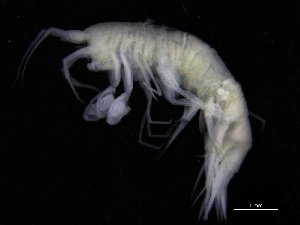  ( - ZMBN_112639)  @11 [ ] CreativeCommons - Attribution Non-Commercial Share-Alike (2018) University of Bergen Natural History Collections