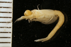 ( - ZMBN_126198)  @11 [ ] CreativeCommons - Attribution Non-Commercial Share-Alike (2018) University of Bergen Natural History Collections