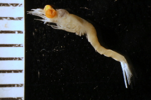 ( - ZMBN_126199)  @11 [ ] CreativeCommons - Attribution Non-Commercial Share-Alike (2018) University of Bergen Natural History Collections