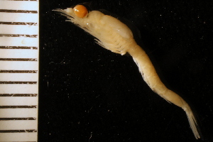  ( - ZMBN_126200)  @11 [ ] CreativeCommons - Attribution Non-Commercial Share-Alike (2018) University of Bergen Natural History Collections
