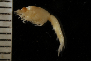  ( - ZMBN_126220)  @11 [ ] CreativeCommons - Attribution Non-Commercial Share-Alike (2018) University of Bergen Natural History Collections