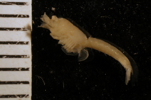  ( - ZMBN_126222)  @11 [ ] CreativeCommons - Attribution Non-Commercial Share-Alike (2018) University of Bergen Natural History Collections