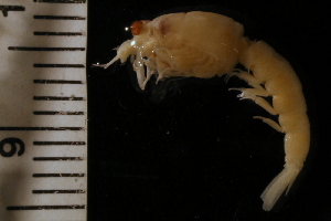  (Parerythrops spectabilis - ZMBN_126225)  @11 [ ] CreativeCommons - Attribution Non-Commercial Share-Alike (2018) University of Bergen Natural History Collections