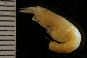  ( - ZMBN_126227)  @11 [ ] CreativeCommons - Attribution Non-Commercial Share-Alike (2018) University of Bergen Natural History Collections
