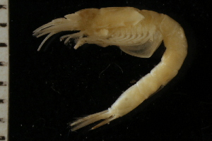  ( - ZMBN_126228)  @11 [ ] CreativeCommons - Attribution Non-Commercial Share-Alike (2018) University of Bergen Natural History Collections