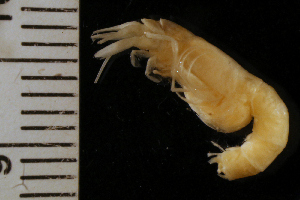 ( - ZMBN_126229)  @11 [ ] CreativeCommons - Attribution Non-Commercial Share-Alike (2018) University of Bergen Natural History Collections
