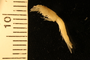  ( - ZMBN_126243)  @11 [ ] CreativeCommons - Attribution Non-Commercial Share-Alike (2018) University of Bergen Natural History Collections