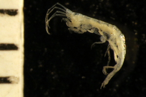  (Ericthonius cf. difformis - ZMBN_126250)  @11 [ ] CreativeCommons - Attribution Non-Commercial Share-Alike (2018) University of Bergen Natural History Collections
