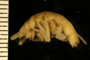 ( - ZMBN_126251)  @11 [ ] CreativeCommons - Attribution Non-Commercial Share-Alike (2018) University of Bergen Natural History Collections