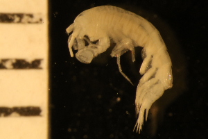  ( - ZMBN_126348)  @11 [ ] CreativeCommons - Attribution Non-Commercial Share-Alike (2024) University of Bergen Natural History Collections