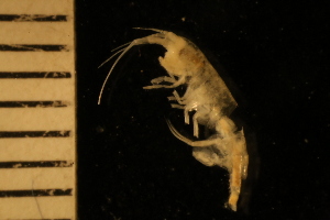  (Halirages cf. elegans - ZMBN_126359)  @11 [ ] CreativeCommons - Attribution Non-Commercial Share-Alike (2035) University of Bergen Natural History Collections