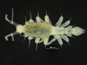  ( - ZMBN_126375)  @11 [ ] CreativeCommons - Attribution Non-Commercial Share-Alike (2019) University of Bergen Natural History Collections