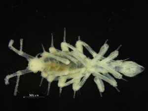  ( - ZMBN_126375)  @11 [ ] CreativeCommons - Attribution Non-Commercial Share-Alike (2019) University of Bergen Natural History Collections