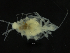  ( - ZMBN_126376)  @11 [ ] CreativeCommons - Attribution Non-Commercial Share-Alike (2019) University of Bergen Natural History Collections