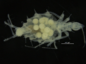  ( - ZMBN_126376)  @11 [ ] CreativeCommons - Attribution Non-Commercial Share-Alike (2019) University of Bergen Natural History Collections