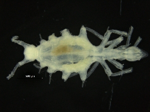 ( - ZMBN_126377)  @11 [ ] CreativeCommons - Attribution Non-Commercial Share-Alike (2019) University of Bergen Natural History Collections