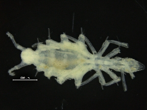  ( - ZMBN_126377)  @11 [ ] CreativeCommons - Attribution Non-Commercial Share-Alike (2019) University of Bergen Natural History Collections