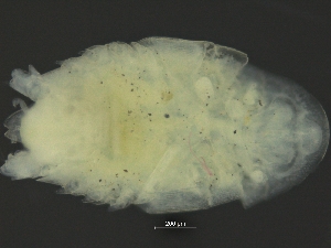  ( - ZMBN_126379)  @11 [ ] CreativeCommons - Attribution Non-Commercial Share-Alike (2019) University of Bergen Natural History Collections