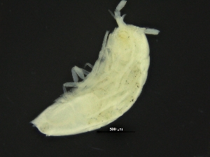  (Haploniscus bicuspis - ZMBN_126390)  @11 [ ] CreativeCommons - Attribution Non-Commercial Share-Alike (2019) University of Bergen Natural History Collections