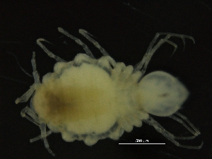  ( - ZMBN_126409)  @11 [ ] CreativeCommons - Attribution Non-Commercial Share-Alike (2019) University of Bergen Natural History Collections