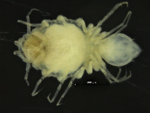  ( - ZMBN_126409)  @11 [ ] CreativeCommons - Attribution Non-Commercial Share-Alike (2019) University of Bergen Natural History Collections