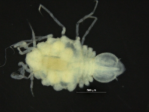  ( - ZMBN_126410)  @11 [ ] CreativeCommons - Attribution Non-Commercial Share-Alike (2019) University of Bergen Natural History Collections