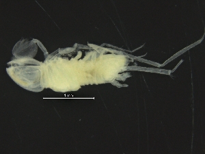  ( - ZMBN_126413)  @11 [ ] CreativeCommons - Attribution Non-Commercial Share-Alike (2019) University of Bergen Natural History Collections