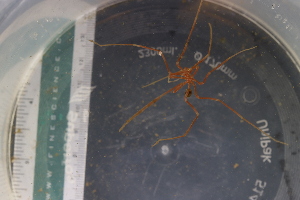  ( - ZMBN_126611)  @11 [ ] CreativeCommons - Attribution Non-Commercial Share-Alike (2019) University of Bergen Natural History Collections