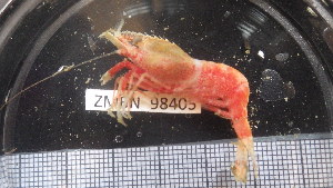  ( - ZMBN_98405)  @12 [ ] CreativeCommons - Attribution Non-Commercial Share-Alike (2015) University of Bergen University of Bergen, Natural History Collection