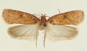  (Agonopterix rimantasi - TLMF Lep 23236)  @11 [ ] CreativeCommons - Attribution Non-Commercial Share-Alike (2017) Peter Buchner Tiroler Landesmuseum