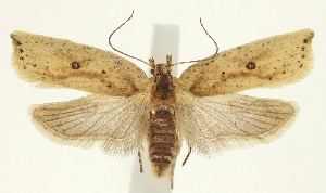  (Agonopterix encentra - TLMF Lep 23241)  @11 [ ] CreativeCommons - Attribution Non-Commercial Share-Alike (2017) Peter Buchner Tiroler Landesmuseum