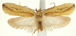  (Agonopterix intersecta - TLMF Lep 23244)  @11 [ ] CreativeCommons - Attribution Non-Commercial Share-Alike (2017) Peter Buchner Tiroler Landesmuseum