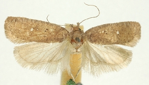  ( - MFN-29134-H06)  @11 [ ] CreativeCommons - Attribution Non-Commercial Share-Alike (2016) Peter Buchner Tiroler Landesmuseum