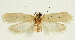  (Agonopterix invenustella - MFN-29134-H07)  @11 [ ] CreativeCommons - Attribution Non-Commercial Share-Alike (2016) Peter Buchner Tiroler Landesmuseum