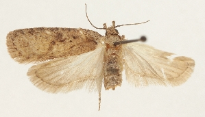  (Agonopterix probella - MFN-29197-A01)  @11 [ ] CreativeCommons - Attribution Non-Commercial Share-Alike (2018) Peter Buchner Tiroler Landesmuseum