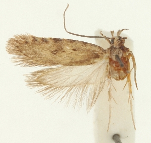  (Agonopterix miyanella - MFN-29197-G01)  @11 [ ] CreativeCommons - Attribution Non-Commercial Share-Alike (2018) Peter Buchner Tiroler Landesmuseum